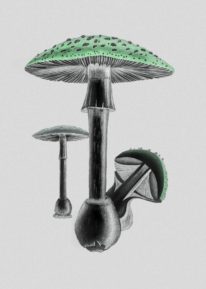 Amanita Muscaria Weißer Hintergrund Grün