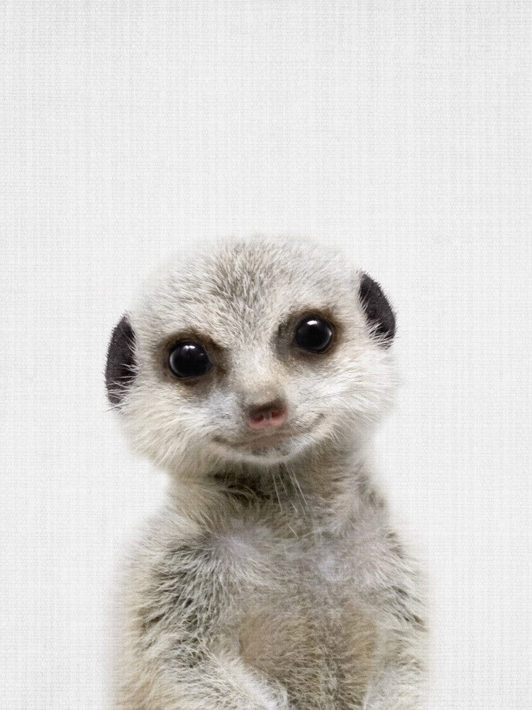 Guck-guck Baby-Erdmännchen