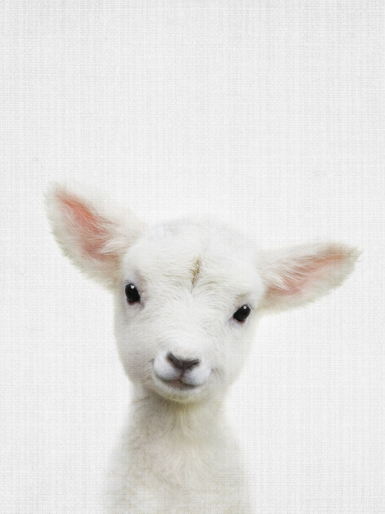 Guck-guck Babyschaf