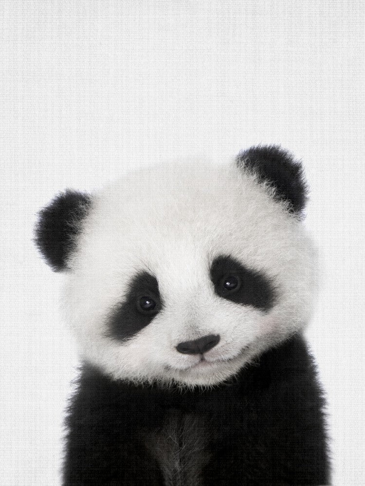 Coucou Bébé Panda
