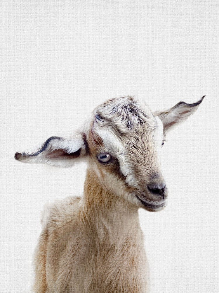 Guck-guck Babyziege