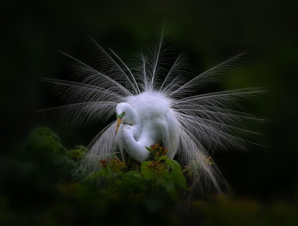 Dancer