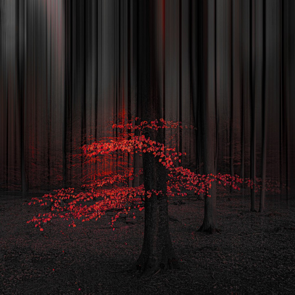 Beech tree