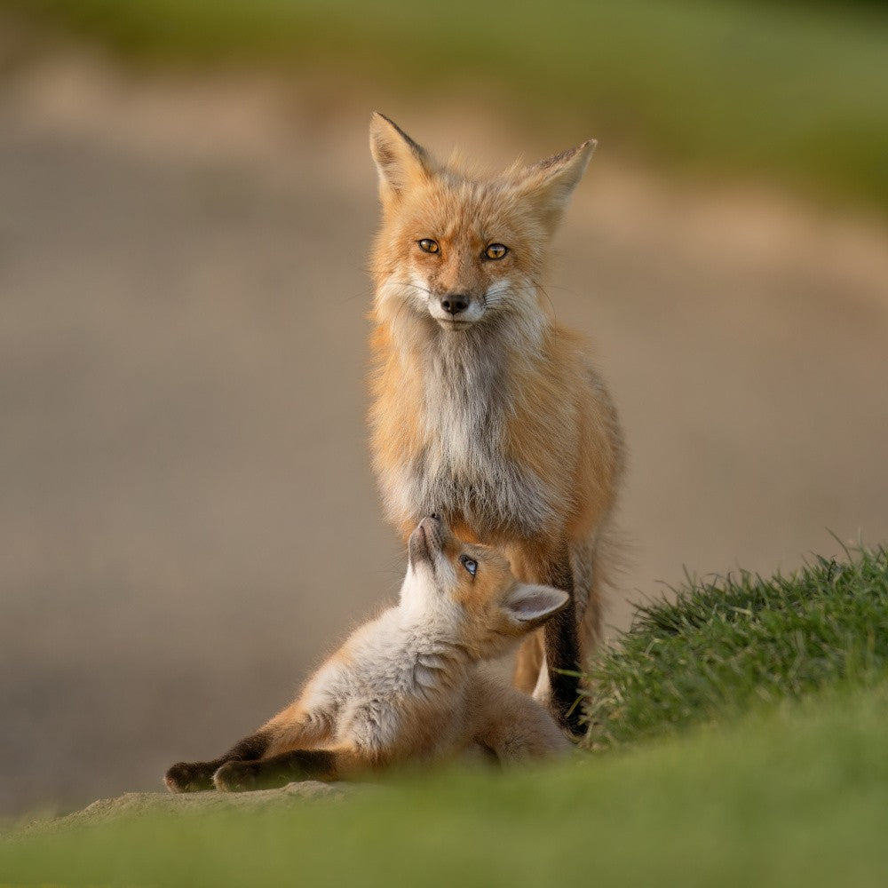 Looking up to mommy