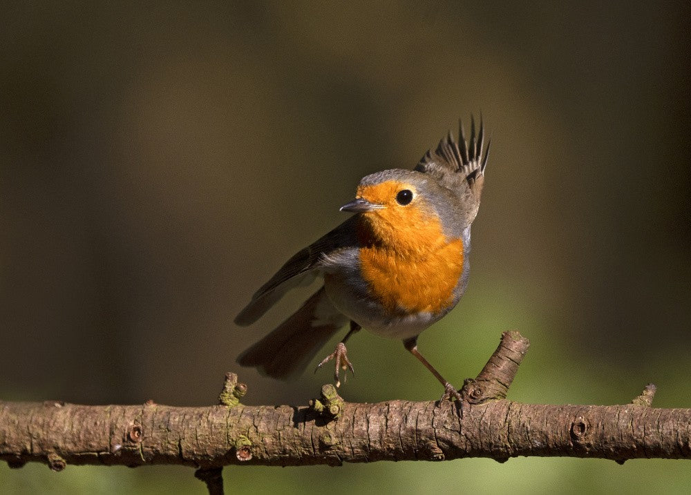 Robin in a twist
