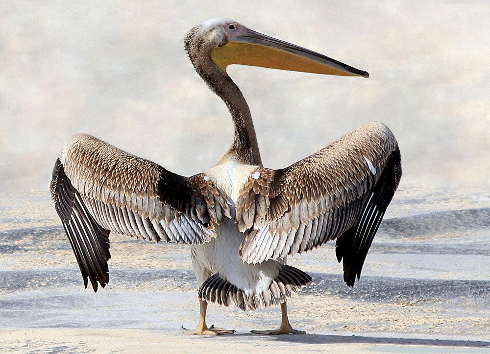 Pelican's Wingspan