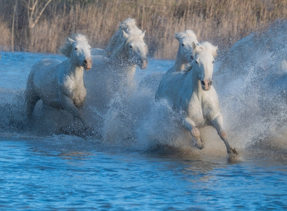 Run