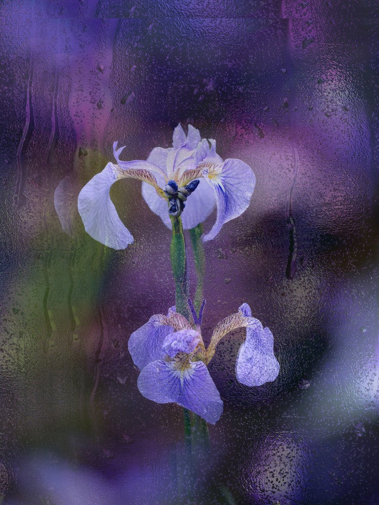 iris in rain