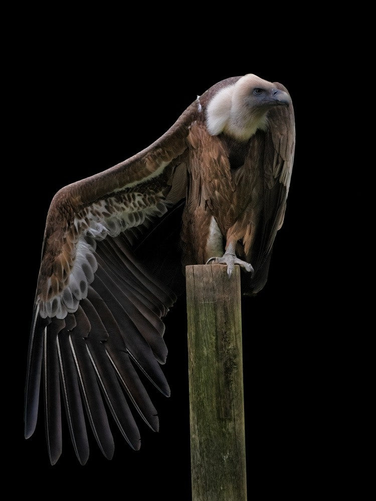 Gyps Fulvus Profil - Griffon Vulture