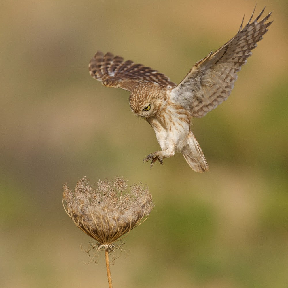 Little owl