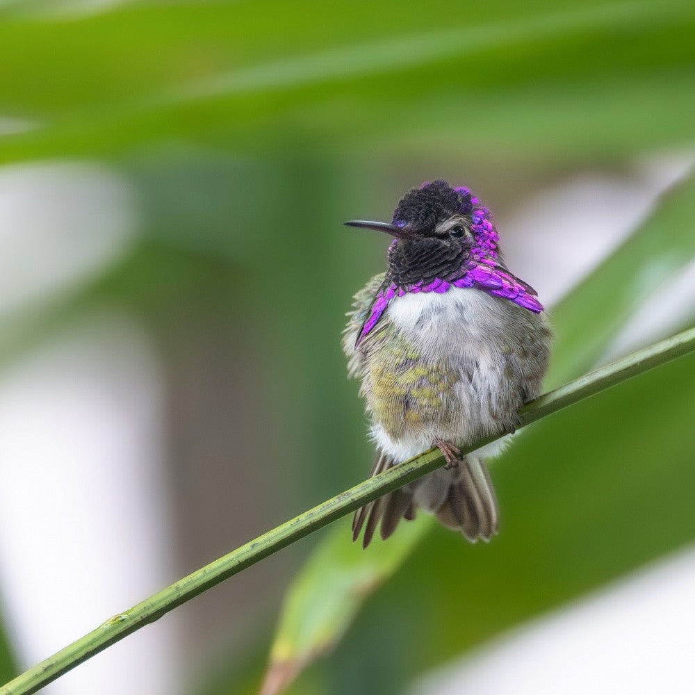 Costa's Hummingbird