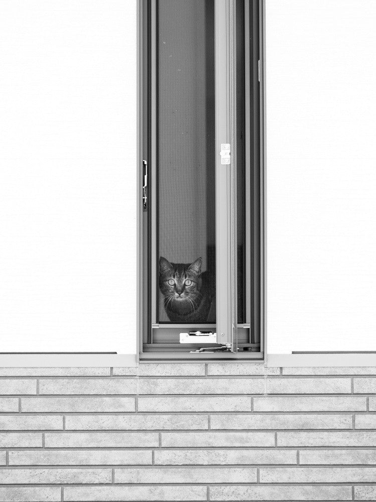 In the window