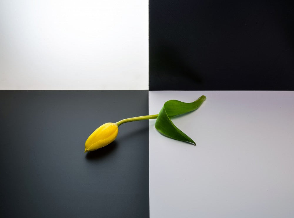 Blume