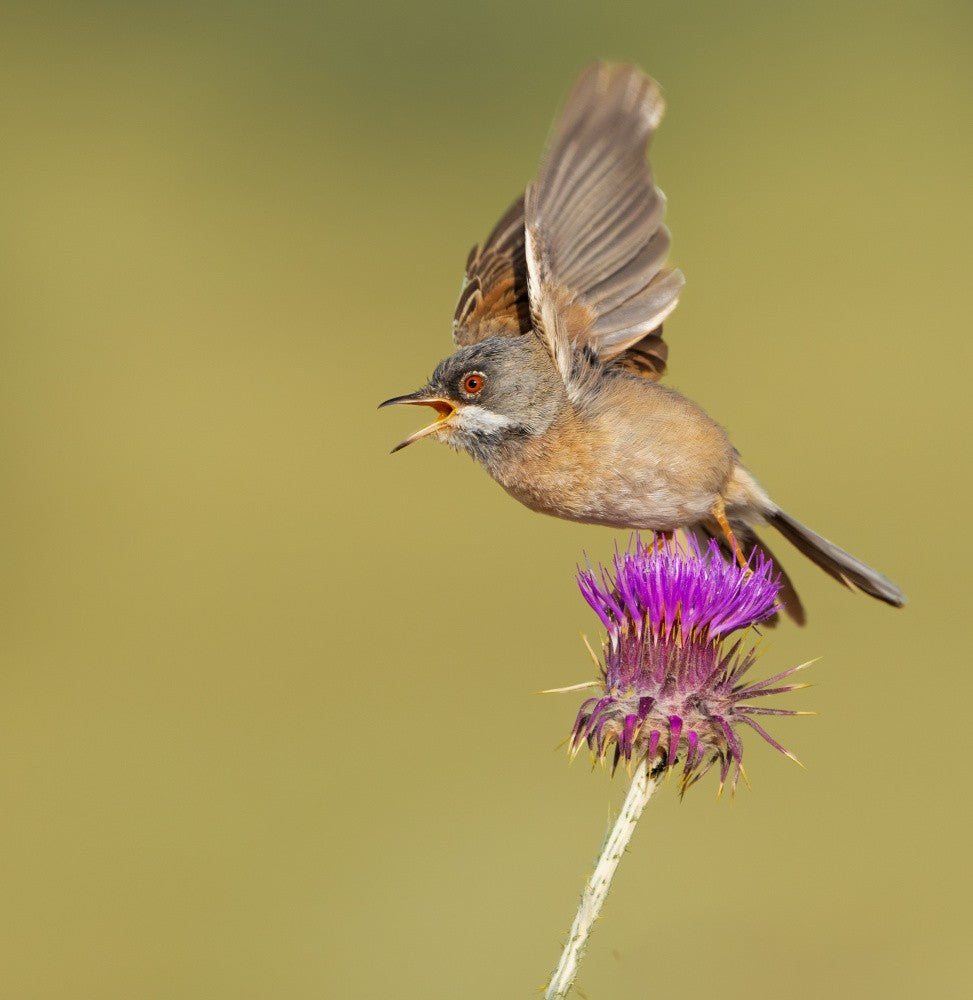 thistle &amp; warbler
