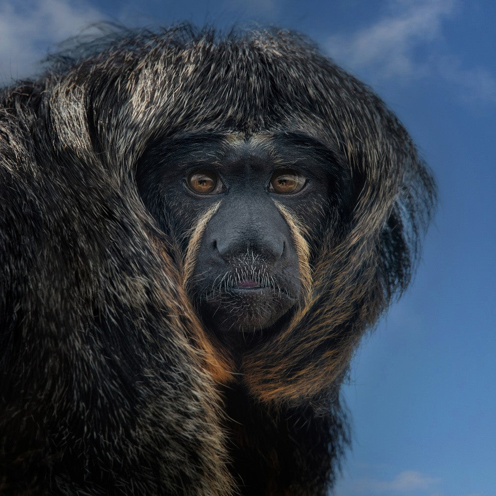 White-Faced Saki - Pithecia Pithecia
