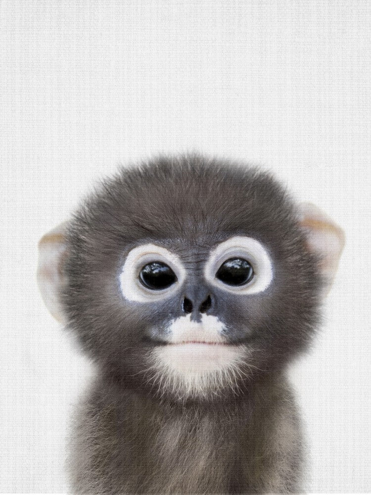 Guck-guck Babyaffe