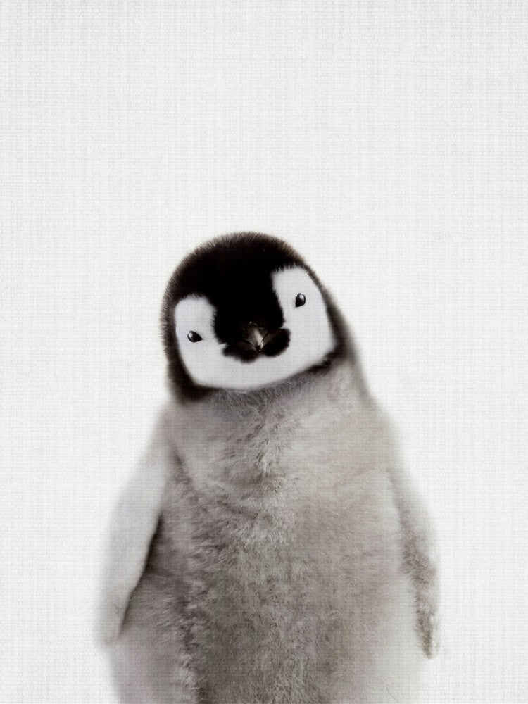 Guck-guck Babypinguin