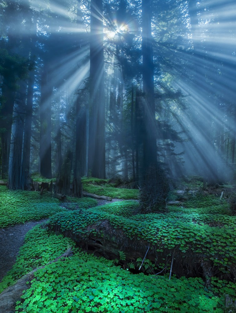  Redwood sorrel.