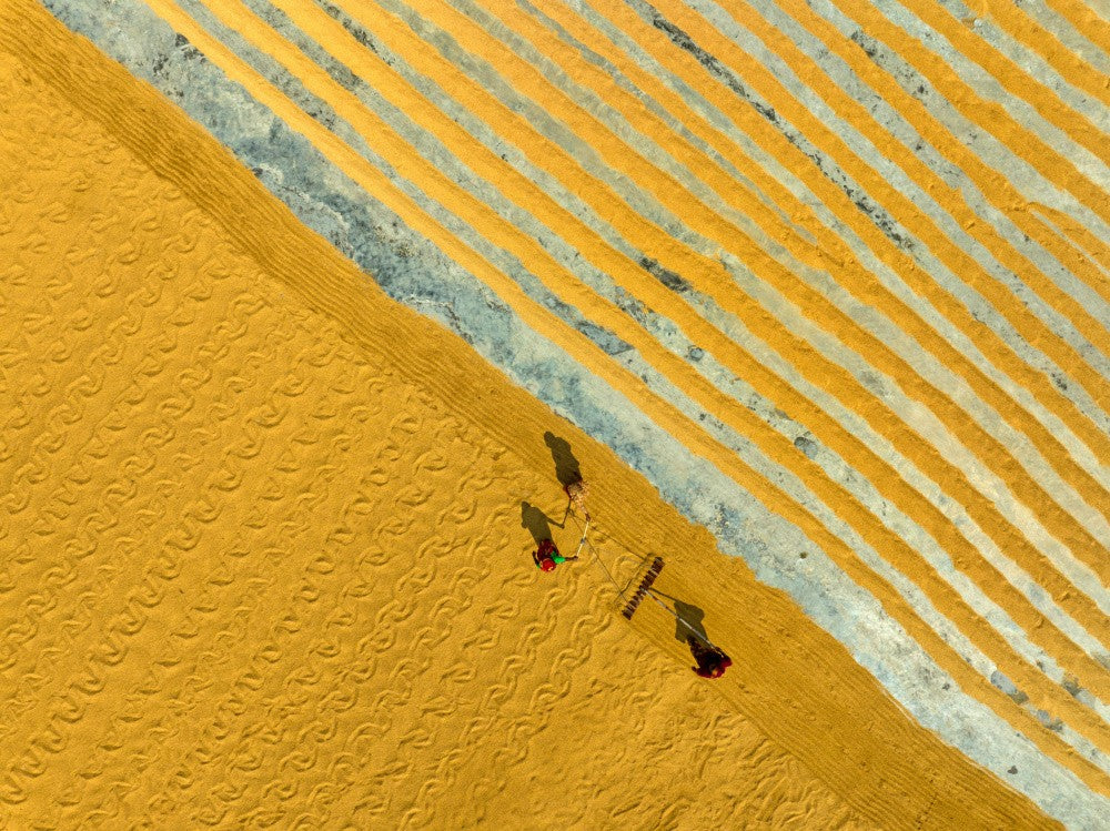 Harvesting paddy