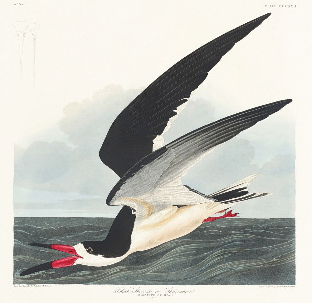 Amerikanischer Scherenschnabel Aus Vögel von Amerika (1827)