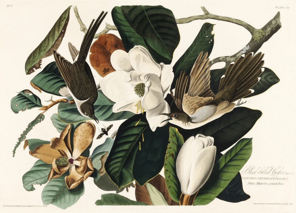 Black Billed Cuckoo From Birds of America (1827)