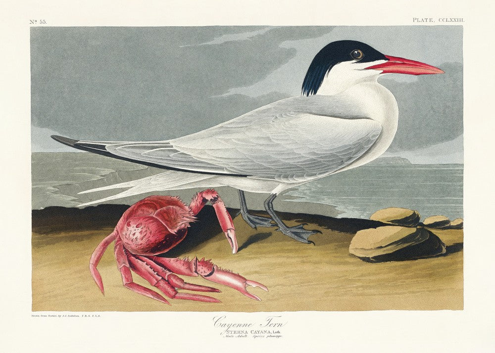 Cayenneseeschwalbe Aus Birds of America (1827)