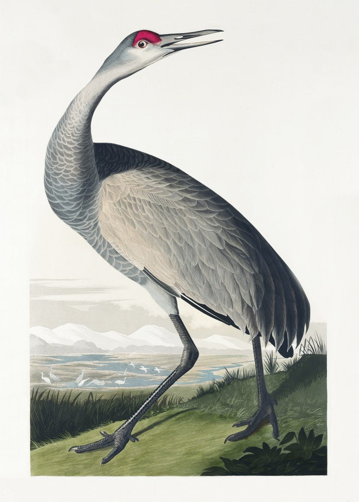 Schreikranich Aus Vögel von Amerika (1827)