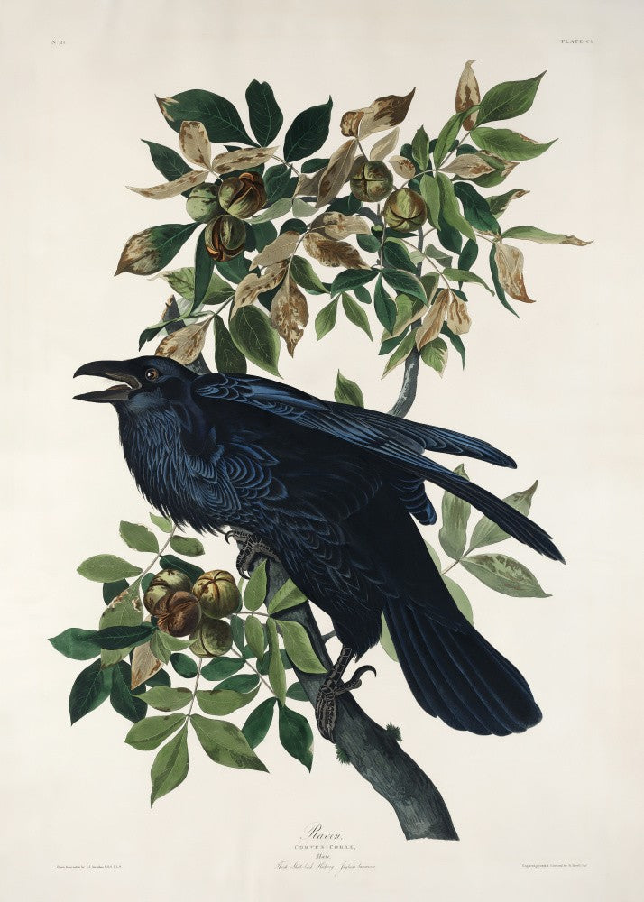 Rabe Aus Vögel von Amerika (1827)