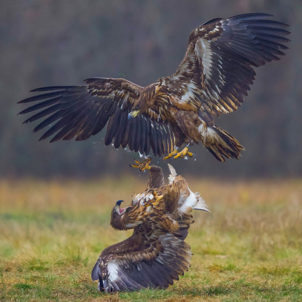 Eagle fights