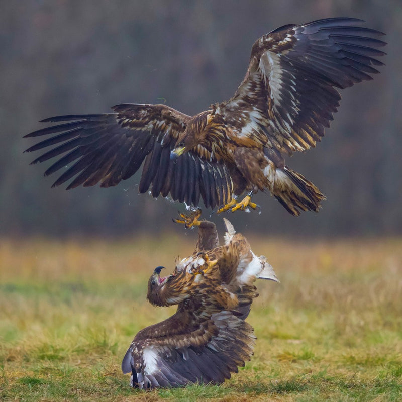 Eagle fights