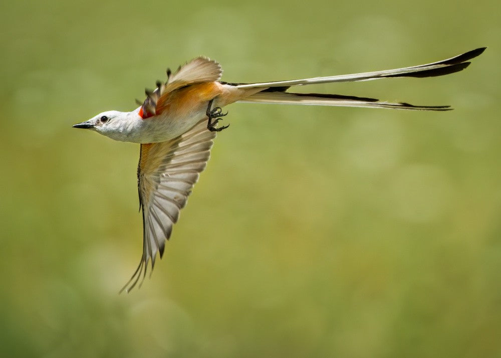 Scissor-tailed flycatcher