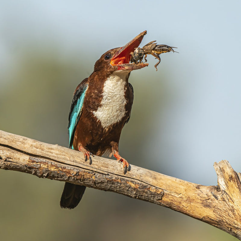 White-throated kingfisher