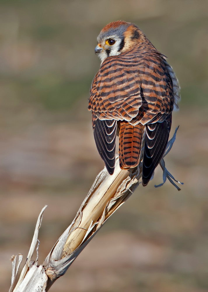 American Kestrel