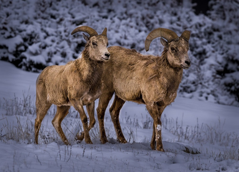 Bighorn - Rocky Mtn NP
