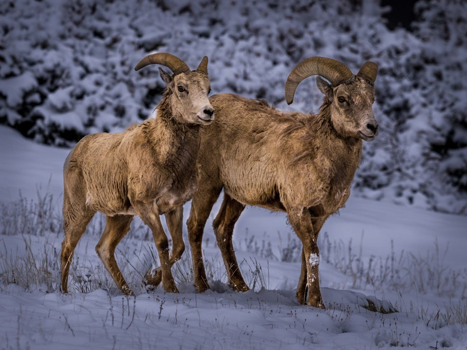 Bighorn - Rocky Mtn NP
