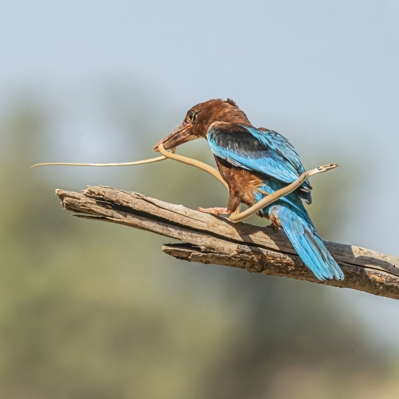 Kingfisher