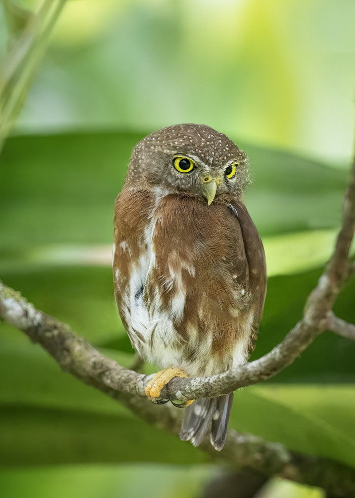 Quiet owl