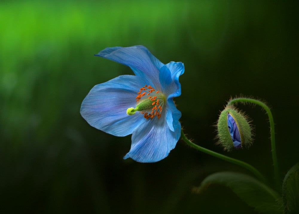 Himalayan Blue Poppy
