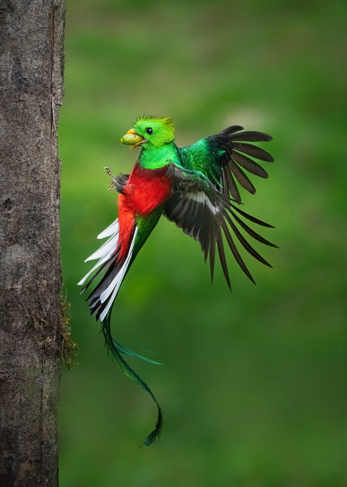 Father's Day Legend from Resplendent Quetzal