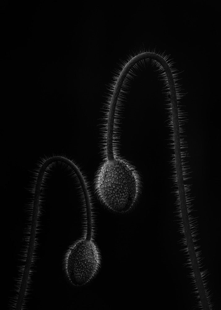 Poppy buds