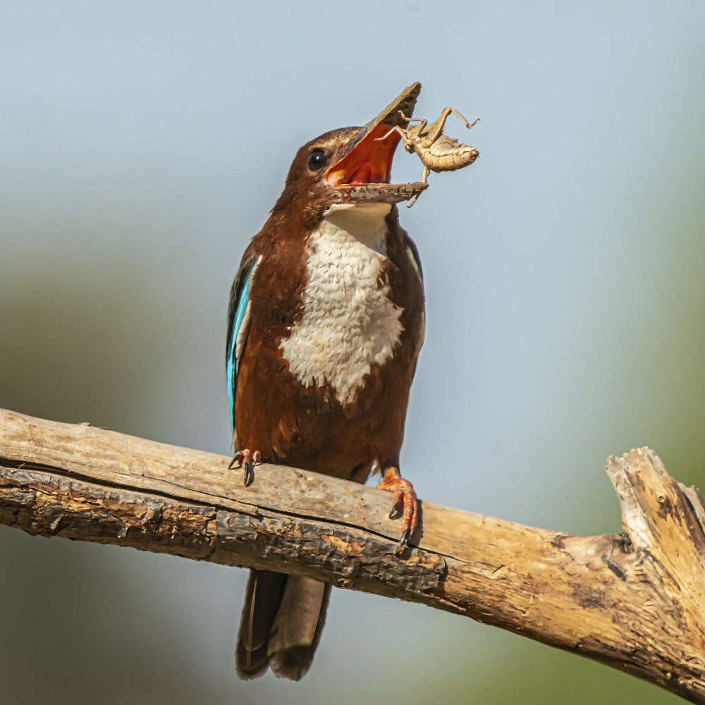 White-throated kingfisher