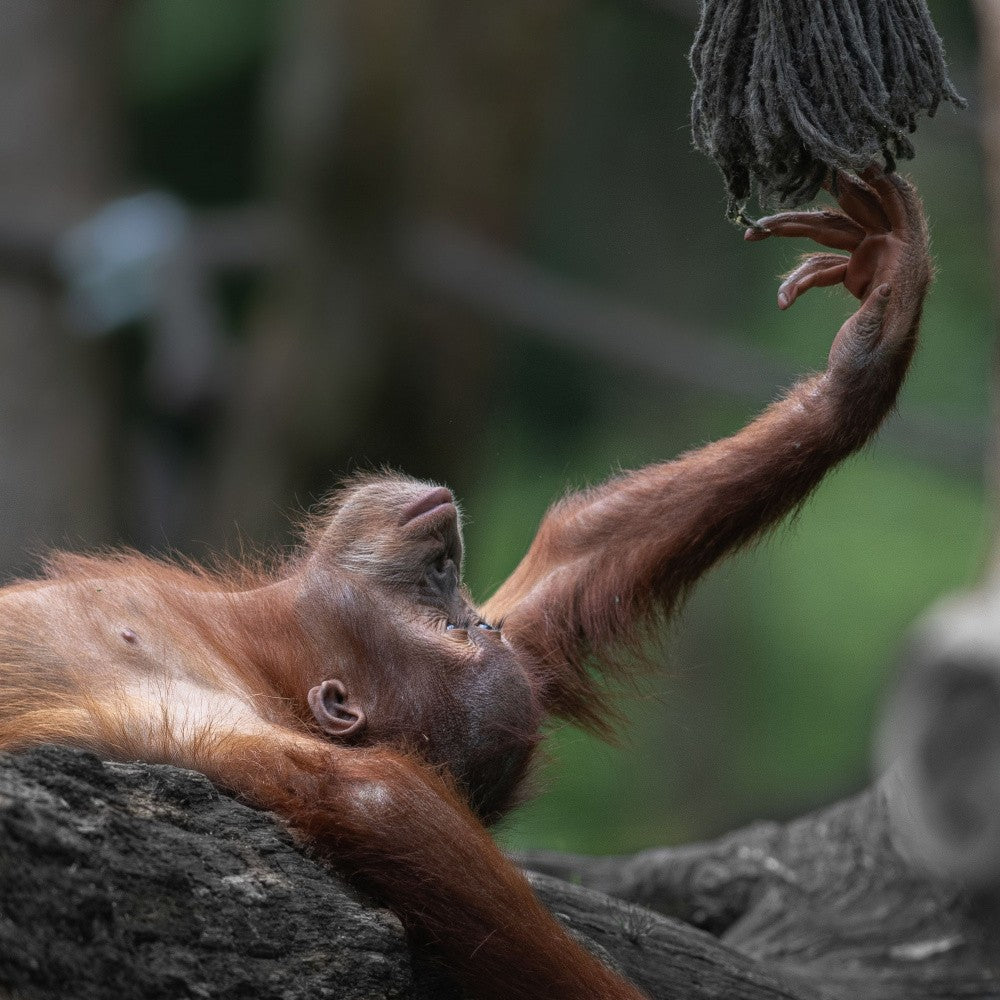 Orangutan baby "Sat-Chit-Ananda" - " bliss"