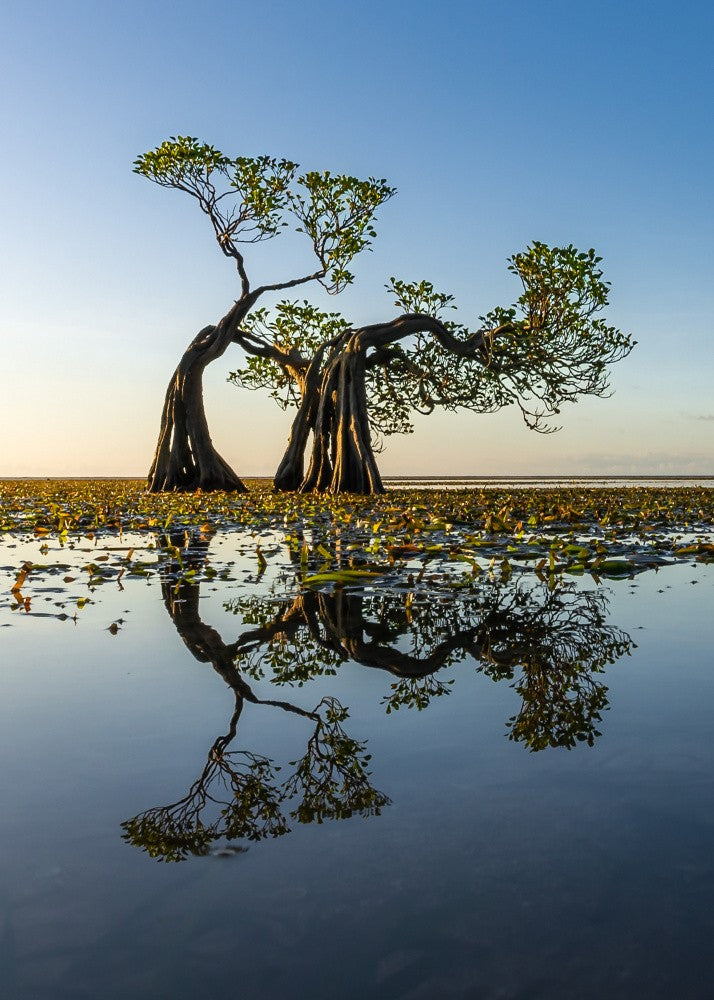 Dancing Trees