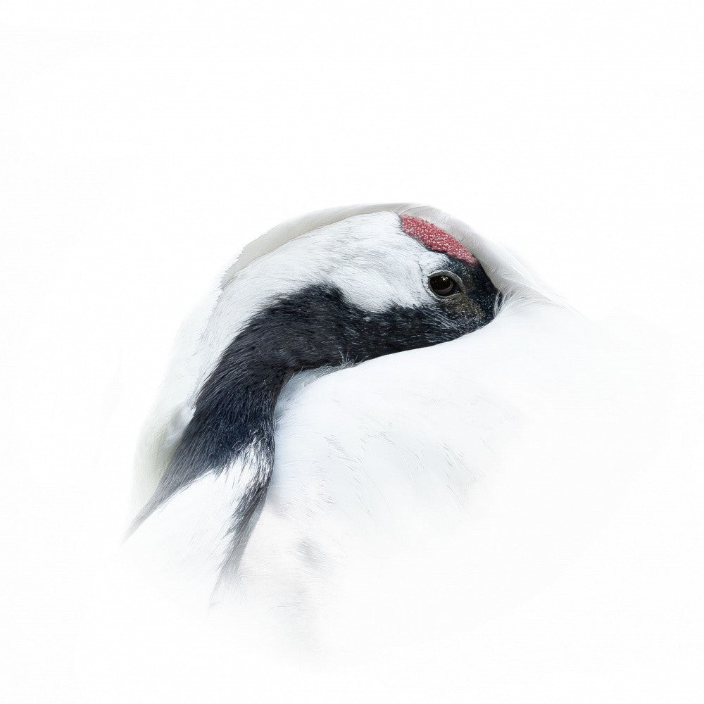 Red-crowned crane