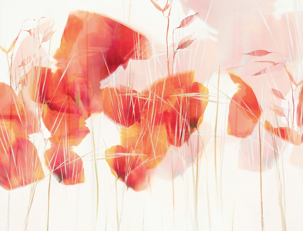 Modern poppies