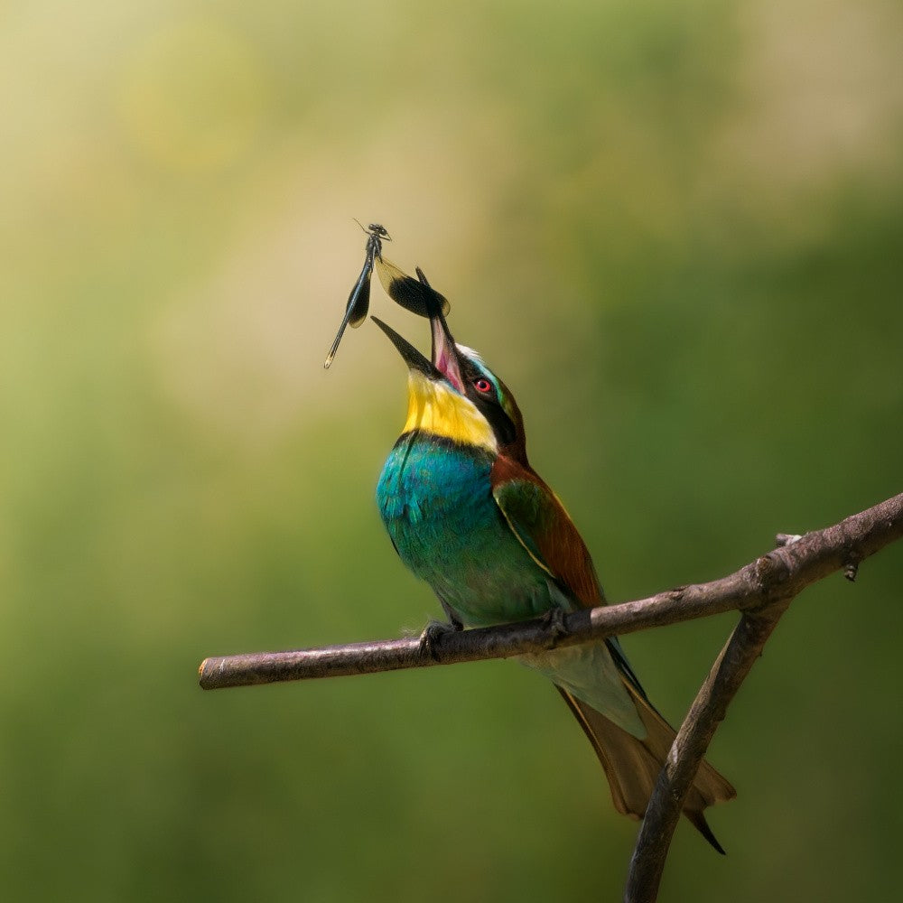 The cruel game