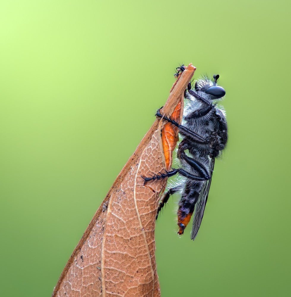 Tango