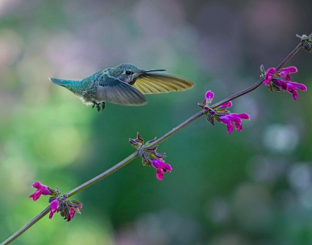 A High Jumper