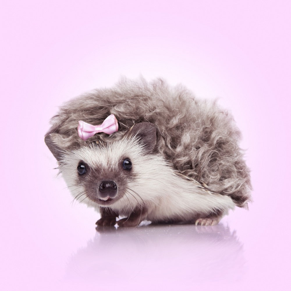 Curvy Hedgehog