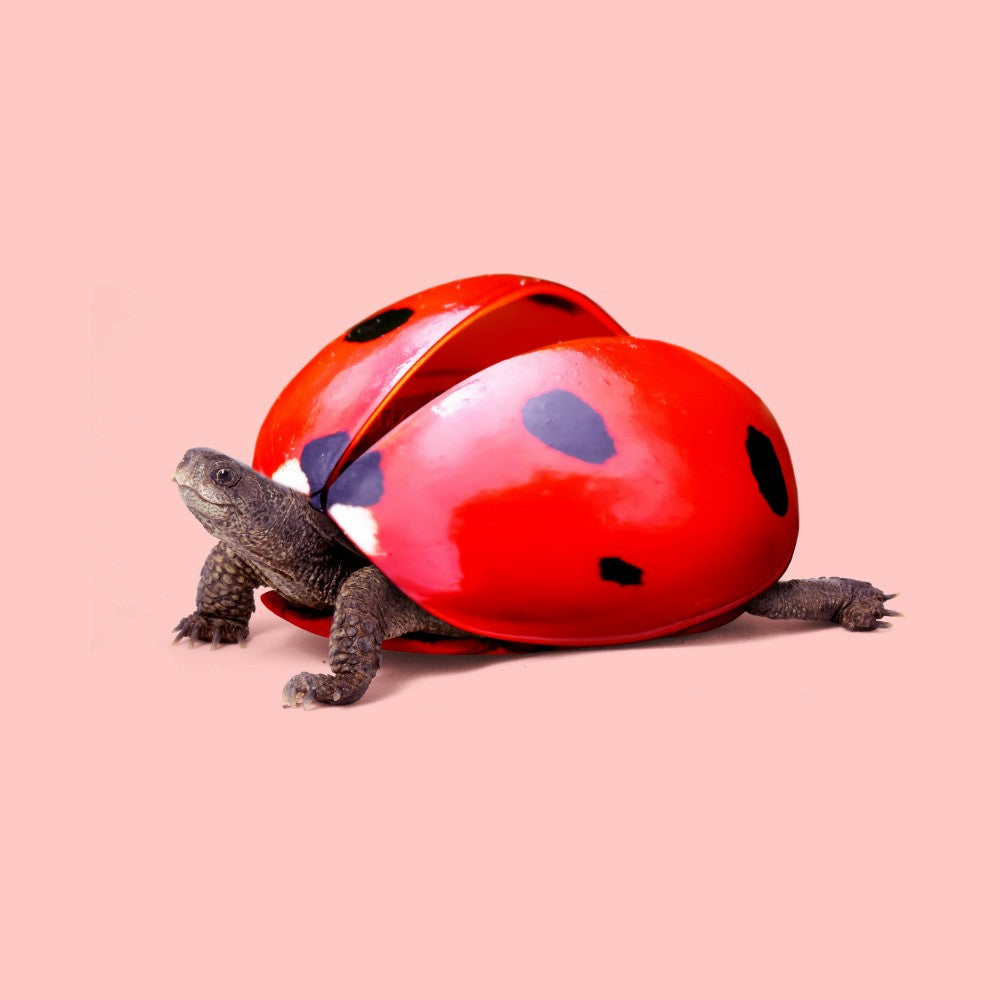 Ladybug Turtle